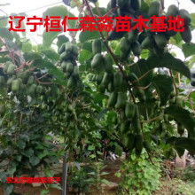 桓仁森淼苗圃 精品苗木供应，助力绿色生态