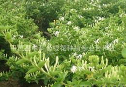 苗木种苗供需指南 批发行情与选品策略