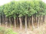 山东大叶祯种植基地直销 品质保证，低价直供 | 济南永昌园林工程优选