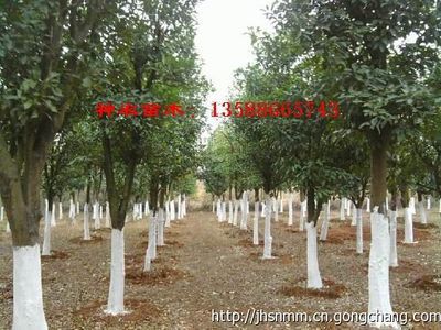 浙江神农苗木 3-50公分移栽金华香泡价格详析与应用探讨