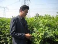 北集坡苗木 绿染山川的产业密码