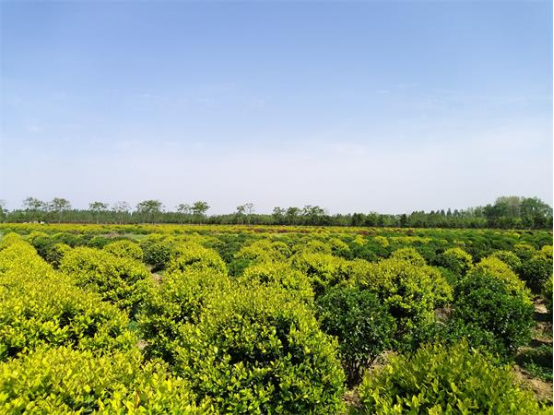 朱湖苗木葱茏产销旺