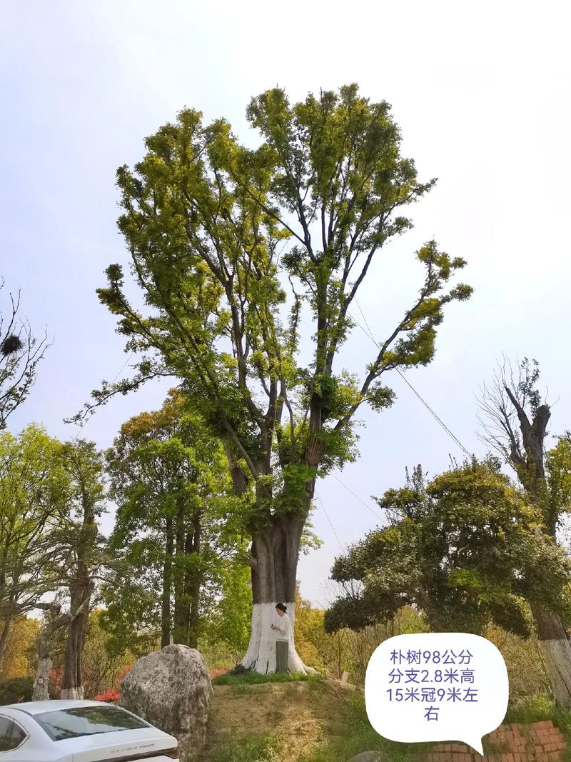 大朴树基地#朴树#苗木供应 #苗圃基地 - 抖音