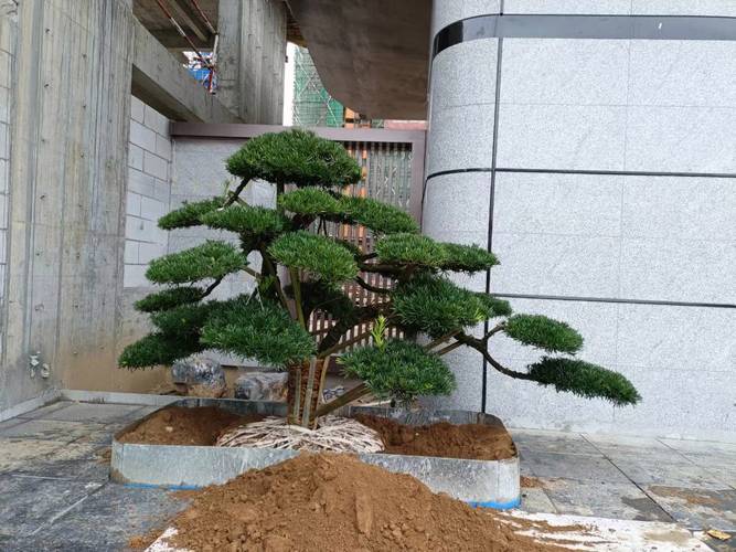 这份苗木考察指南值得收好 从选苗到验苗的实战手册
